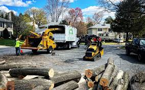 How Our Tree Care Process Works  in  Plummer, ID