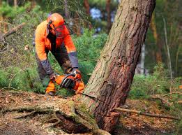 Best Hedge Trimming  in Plummer, ID