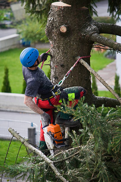 Best Firewood Processing and Delivery  in Plummer, ID