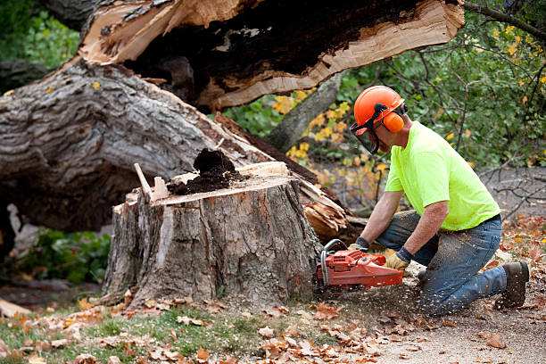 Best Tree Fertilization Services  in Plummer, ID