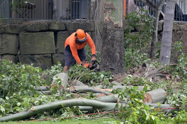 Best Hazardous Tree Removal  in Plummer, ID