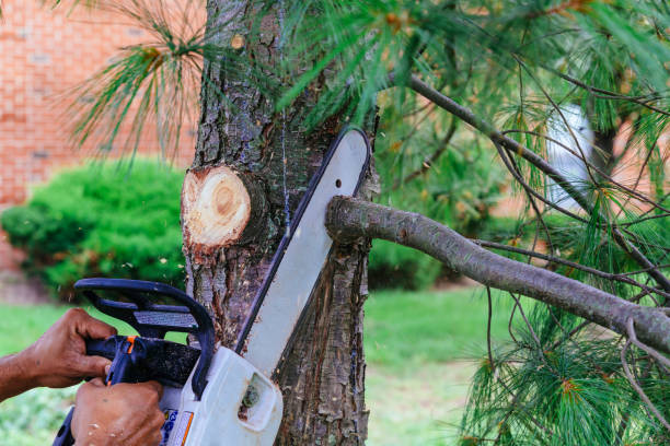 Best Fruit Tree Pruning  in Plummer, ID